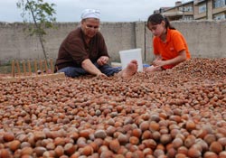 Fındık fiyatına tepkiler sürüyor