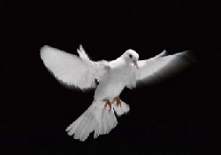 Bu gün Dünya Barış Günü