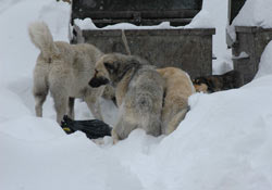 Aç kalan hayvanlar şehre indi