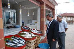 Fatsa' ya yeni balıkhane