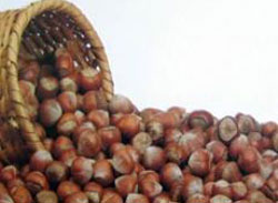 TMO fındık alımlarına başladı