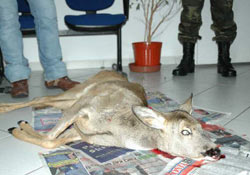 Karaca vurana 5 bin YTL ceza