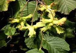 2015 Ordu Rekoltesi Belli Oldu