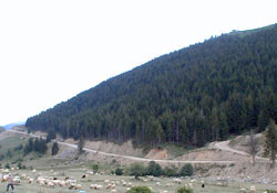 Ağaçlandırmaya 1.5 milyonluk bütçe