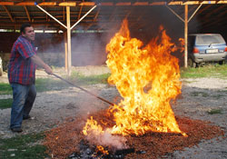 Vatandaş fındığını yakıyor, Hükümet tepkisiz kalıyor