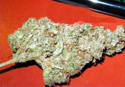 Korgan'da 164 kök Hint keneviri