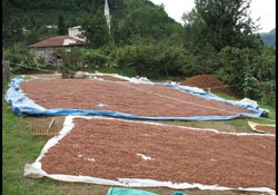 Piraziz'de fındık hırsızlığı