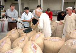 9 Eylül itibariyle TMO'nun fındık alımı