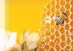 Arı sütünün gelişmedeki büyük rolü