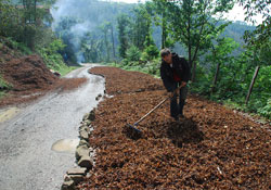 Yükseklerde fındık toplama çilesi devam ediyor