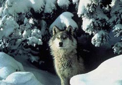 Dağda aç kalan kurtlar şehre indi