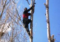 Ağaç budarken canından oldu