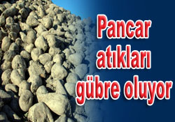 Pancar atıkları fındığa gübre oldu