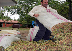 Fındık kapsülünden organik gübre