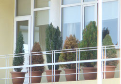 Ordu yeşillenirken !? kendi çamları kurudu