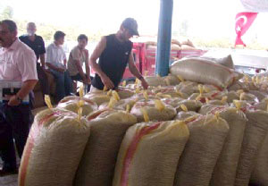 TMO 2008 fındık alımı