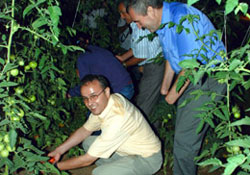 Kendileri yetiştirip kendileri yediler