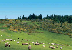 Perşembe Yaylası'na TOKİ evleri