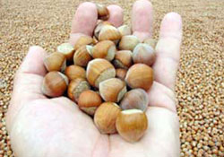 Vatandaştan fındığa yol kenarı satışı