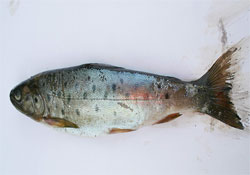 Abant balığı artık Ordu'da