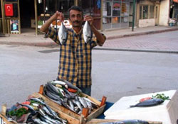 Karadeniz'de palamut bolluğu