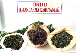 Ordu'da 8 kilo esrar ele geçirildi