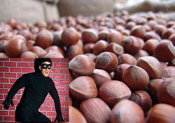 Giresun Bulancak'ta fındık hırsızlığı