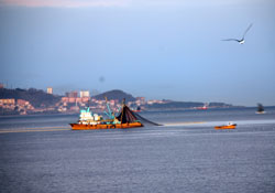 Yunuslar geldi palamut gitti