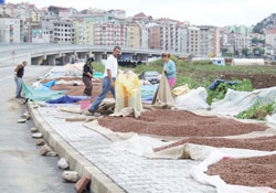 Fındıkçıyı ne fiyat güldürdü ne havalar