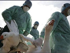 Kuş giribine dikkat!