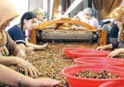 Fındıktan ilk ayda 721 bin dolar gelir