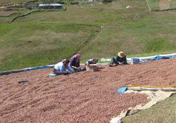 Kurumayan fındıkları yaylada kurutuyorlar