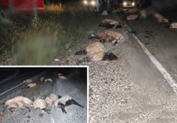 Giresun'da 18 hayvan telef oldu