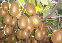 4 yılda 6 bin ton kivi üretildi