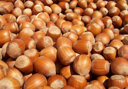 Giresun Borsası'nda fındık fiyatları