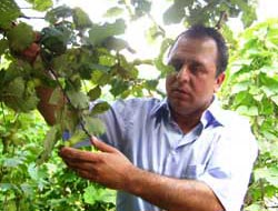 Fiyat Yüksek, Çiftçi Kazanamıyor