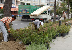 9 ayda 656 bin fidan dikildi