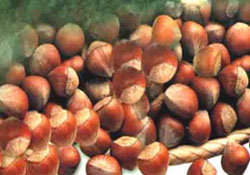 Hırsız bu kez 3 ton fındık çaldı