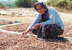 Fındıkta aflatoksin uyarısı