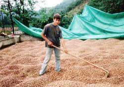 Fındığı hırsız bile çalmıyor artık!