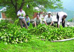 Lilium Ordu'da tutundu