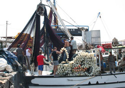 Karadenizin istavrit bereketi