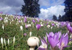 Yaylalar "vargit" doldu