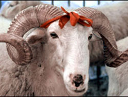 Bayramınızı Kutlarız