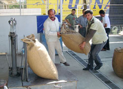 Fındık alımları sıkıntılı başladı