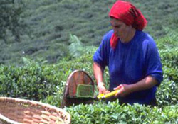 Kadın çiftçiler yarışıyor