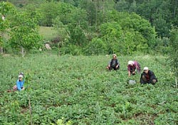 Bu sene mevsim çiftçiden yana