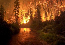 Çocuk oyunu orman yaktı