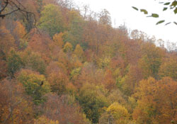 Karadeniz ormanları tablo gibi