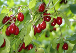 Kızılcık şerbeti uyku sorununu çözüyor